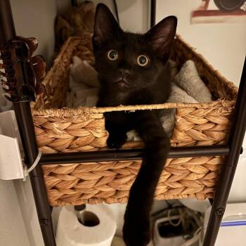 Nova -  Domestic Short Hair Cat for Adoption in Fort Lauderdale, Florida - Nova | PetCurious