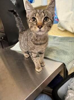RALSEI -  Domestic Short Hair Cat for Adoption in Cookeville, Tennessee - RALSEI | PetCurious