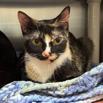 Domestic Short Hair Cats Available for Adoption in Wilmington, Delaware - Copacabana | PetCurious
