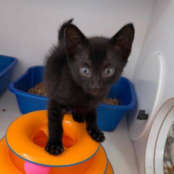 Radagast 53972 -  Domestic Short Hair Cat for Adoption in Las Vegas, Nevada - Radagast 53972 | PetCurious