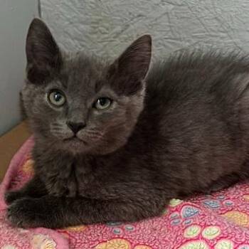 Eric -  Domestic Short Hair Cat for Adoption in Richland, Michigan - Eric | PetCurious