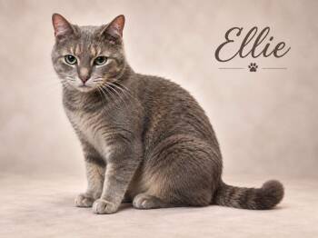 Ellie -  Tabby Cat for Adoption in Midlothian, Texas - Ellie | PetCurious