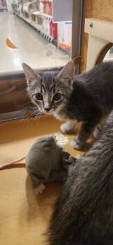 Rescue Domestic Short Hair Cats for Adoption in Town 