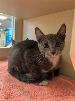CEE CEE -  Domestic Short Hair Cat for Adoption in Thousand Palms, California - CEE CEE | PetCurious