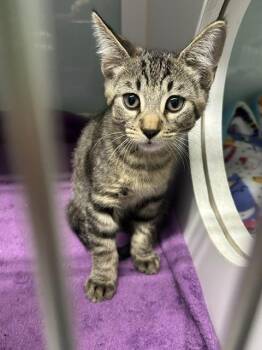 Jem -  Domestic Short Hair Cat for Adoption in Muskegon, Michigan - Jem | PetCurious