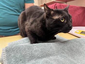 Domestic Short Hair Cats Available for Adoption in Colorado Springs, Colorado - MIMIC | PetCurious