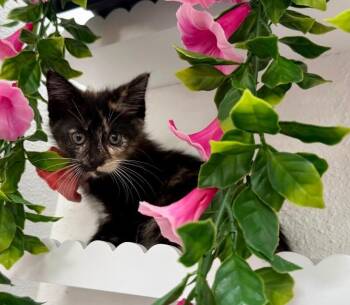 Calico and Domestic Short Hair Cats Available for Adoption in Friendswood, Texas - Mori Meowsers | PetCurious
