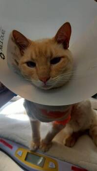 CHIPPER -  Siamese and Domestic Short Hair Cat for Adoption in Pueblo, Colorado - CHIPPER | PetCurious