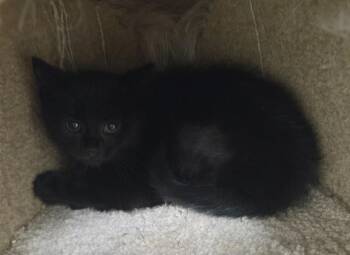 Daisy -  Domestic Short Hair Cat for Adoption in Fall River, Massachusetts - Daisy | PetCurious