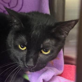 Domestic Short Hair Cats Available for Adoption in Las Vegas, Nevada - Purrcie | PetCurious