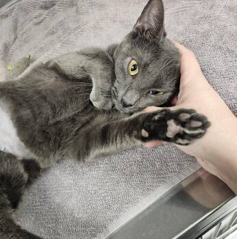 Frankie -  Domestic Short Hair Cat for Adoption in Medfield, Massachusetts - Frankie | PetCurious
