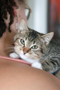 Brulee -  Domestic Short Hair Cat for Adoption in Franklin, Tennessee - Brulee | PetCurious