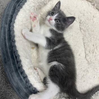 Bock -  Domestic Short Hair and Russian Blue Cat Available for Adoption in UNIVERSITY PA, Maryland - Bock | PetCurious