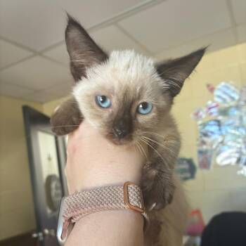 Duchess -  Domestic Short Hair Cat for Adoption in Gadsden, Alabama - Duchess | PetCurious