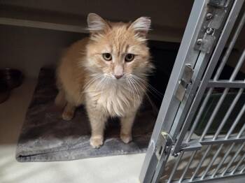 Domestic Long Hair Cats Available for Adoption - Teddy | PetCurious