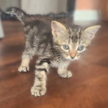 Q-Tee -  Domestic Short Hair Cat for Adoption in Allen, Texas - Q-Tee | PetCurious