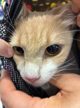 A137869 -  Domestic Short Hair Cat for Adoption in Palmetto, Florida - A137869 | PetCurious