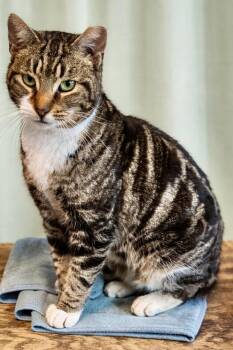 Tabby Cats Available for Adoption - Saffron | PetCurious