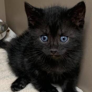 Domestic Short Hair Cats Available for Adoption in Hattiesburg, Mississippi - Justin Case | PetCurious