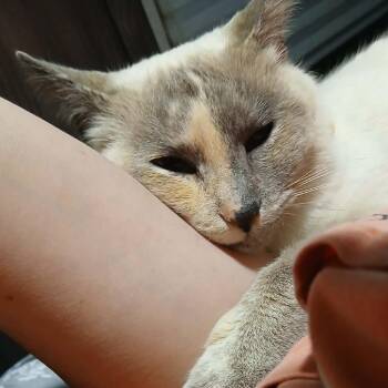 Siamese Cats Available for Adoption in Mount Vernon, Arkansas - Dutchess | PetCurious