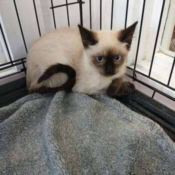 CCMS-Stray-113226 -  Siamese Cat for Adoption in Clarksdale, Mississippi - CCMS-Stray-113226 | PetCurious