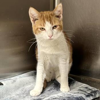 Sunny-D -  Domestic Short Hair Cat for Adoption in Kennebunk, Maine - Sunny-D | PetCurious