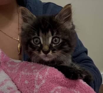 May -  Domestic Medium Hair Cat for Adoption in Warren, Michigan - May | PetCurious