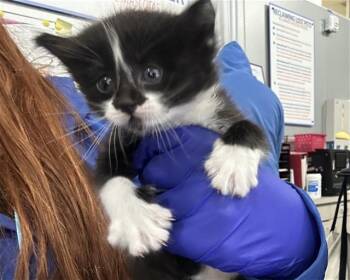 Domestic Short Hair Cats Available for Adoption in Dallas, Texas - SLEET | PetCurious