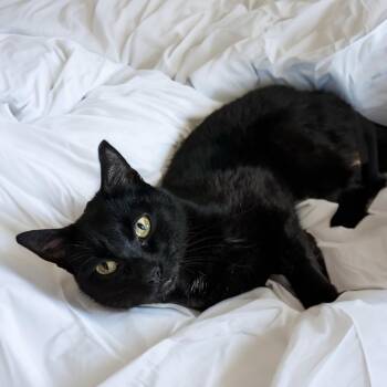 Domestic Short Hair Cats Available for Adoption in Long Beach, California - Arte | PetCurious