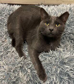 Rescue Domestic Short Hair Cats for Adoption in Willmar, Minnesota - Ryka | PetCurious