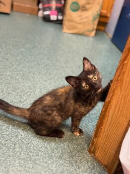 Calliope -  Domestic Short Hair Cat for Adoption in Lovingston, Virginia - Calliope | PetCurious