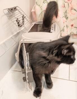 Rescue Domestic Short Hair Cats for Adoption in Ridgeland, Mississippi - DAHLIA | PetCurious