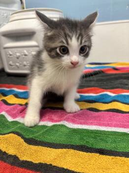 Domestic Medium Hair Cats Available for Adoption - Tommy | PetCurious