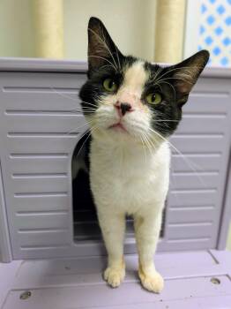 Simon -  Domestic Short Hair Cat for Adoption in Mount Carmel, Illinois - Simon | PetCurious