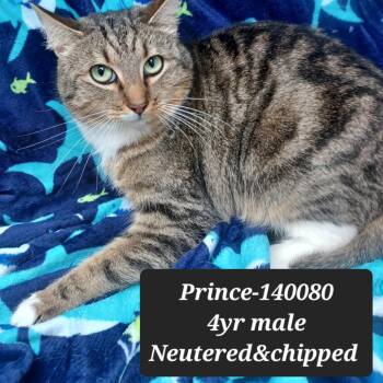 Domestic Long Hair Cats Available for Adoption - Prince | PetCurious