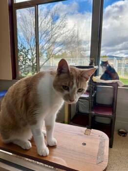 Domestic Short Hair Cats Available for Adoption - Sunny - Sponsored By Jane Bicquette | PetCurious