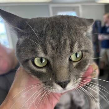 Toby -  Domestic Short Hair Cat for Adoption in West Memphis, Arkansas - Toby | PetCurious