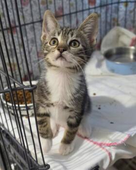 Lucky -  Domestic Short Hair Cat for Adoption in Novato, California - Lucky | PetCurious