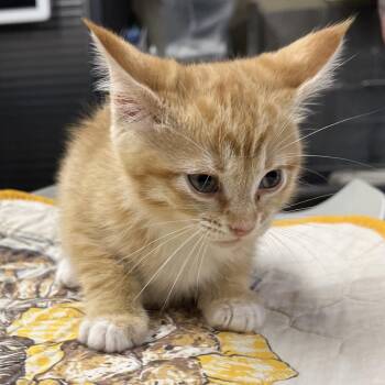 Camilla -  Domestic Short Hair Cat for Adoption in Pauls Valley, Oklahoma - Camilla | PetCurious