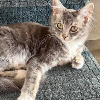 Domestic Long Hair Cats Available for Adoption - Clover 2236 | PetCurious