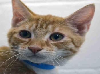 GATSBY -  Domestic Short Hair Cat for Adoption in Fort Lauderdale, Florida - GATSBY | PetCurious