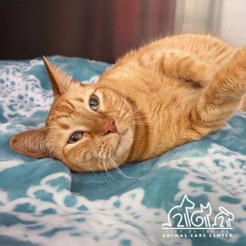 Domestic Short Hair Cats Available for Adoption - MAVERICK | PetCurious