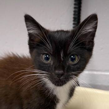Wilma -  Domestic Medium Hair Cat for Adoption in Greenville, South Carolina - Wilma | PetCurious