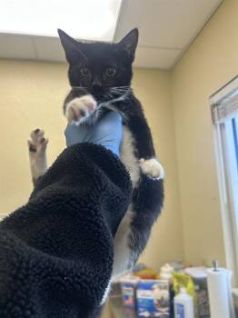 Domestic Short Hair Cats Available for Adoption - MAJOR | PetCurious