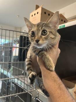 Rescue Domestic Short Hair Cats for Adoption in Long Beach, California - MARABEL | PetCurious