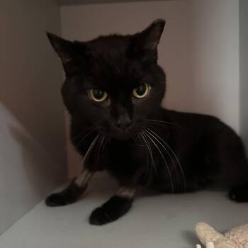 Ninja -  Domestic Short Hair Cat for Adoption in Sarasota, Florida - Ninja | PetCurious