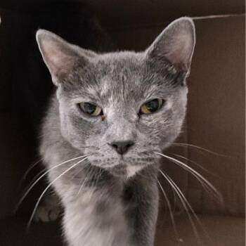 Rescue Domestic Short Hair Cats for Adoption in Des Moines, Iowa - Chanel | PetCurious