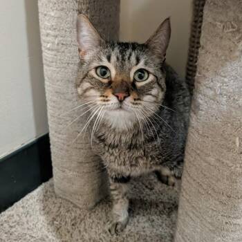 Domestic Short Hair Cats Available for Adoption in Reno, Nevada - Scar | PetCurious