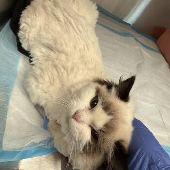 Junebug -  Himalayan Cat for Adoption in New York, New York - Junebug | PetCurious