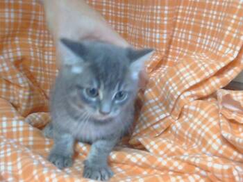 Rescue Domestic Short Hair Cats for Adoption in Sacramento, California - A904356 | PetCurious